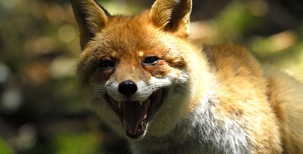 fox grinning1
